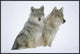 Timber Wolf Portrait Of Pair Sitting In Snow, North America, 36"x24"