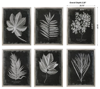 Uttermost Foliage Framed Prints, Set of 6