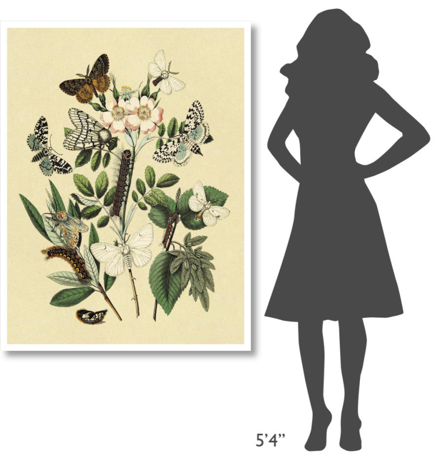 "Moths: L. Salicis, O. Dispar, et al." Paper Print by W. F. Kirby, 38"x50"