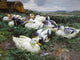 Tile Mural, Ducks in A Field By Alexander Koester Birds Ceramic, Matte