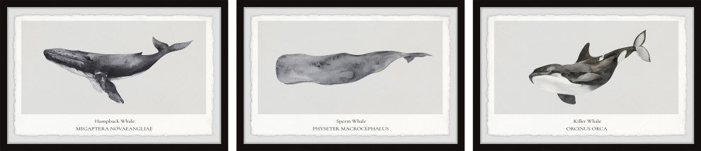 Sperm and Killer Whale Triptych, 3-Piece Set, 45x30 Panels