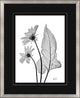 Arrow Leaf, Giclee Reproduction Artwork