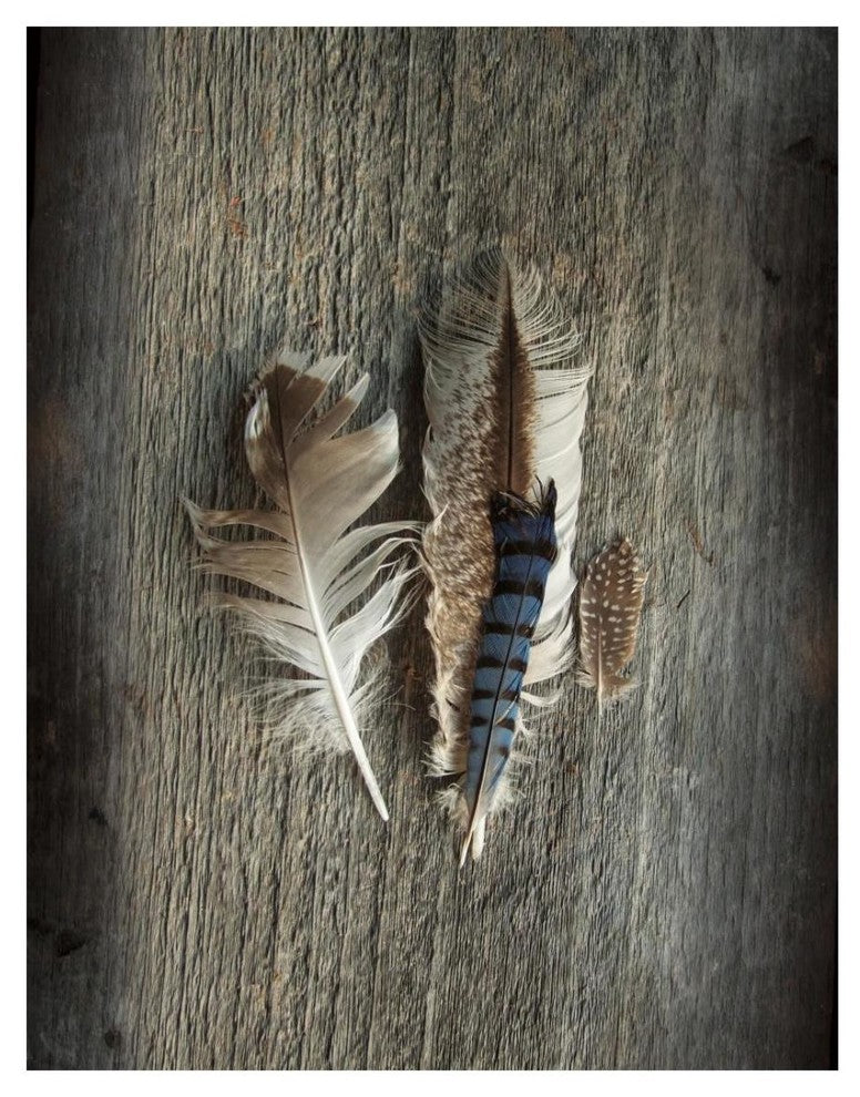 "Feather Collection III" Digital Paper Print by Sue Schlabach, 20"x26"