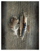 "Feather Collection III" Digital Paper Print by Sue Schlabach, 20"x26"