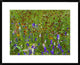 Delphinium and Mexican Hat Flowers In Meadow, North America, 30"x24"