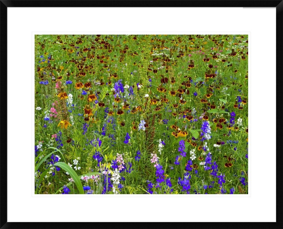 Delphinium and Mexican Hat Flowers In Meadow, North America, 30"x24"