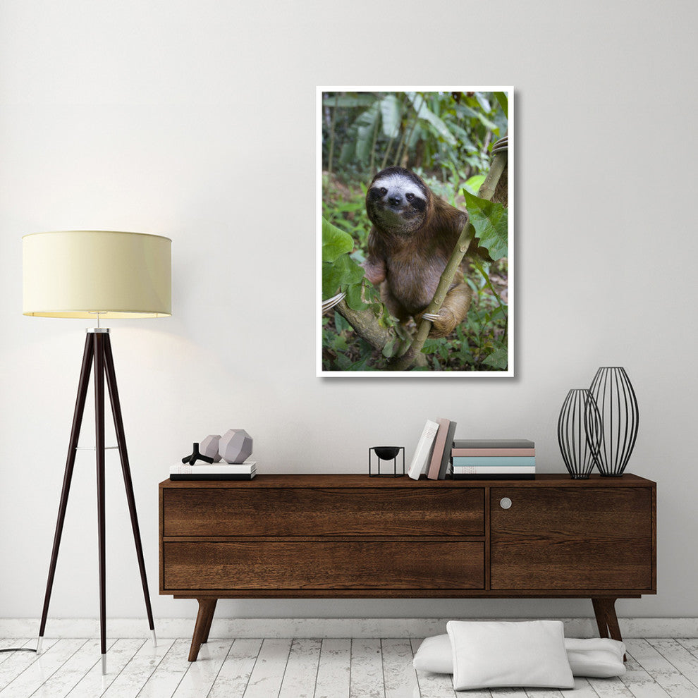 "Brown-throated 3-toed Sloth male, Aviarios Sloth Sanctuary" Paper Art, 34"x50"