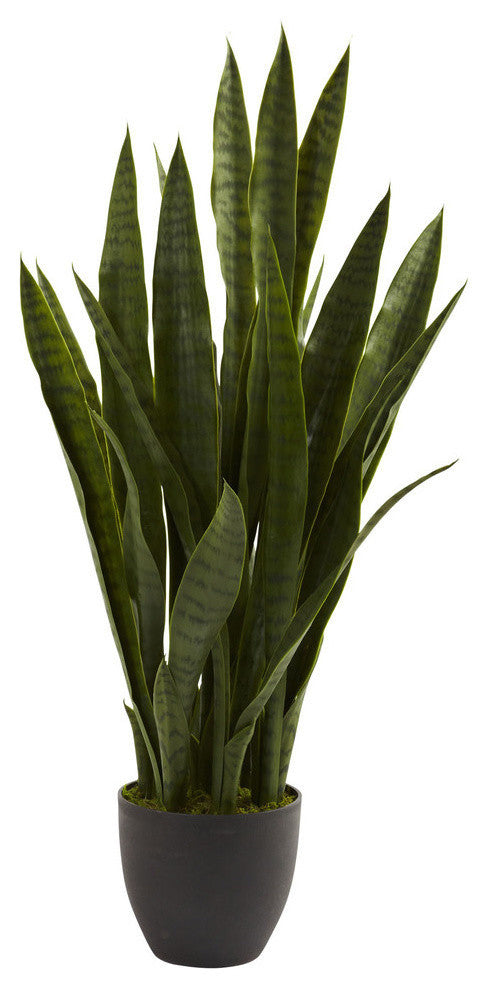 Sansevieria With Black Planter