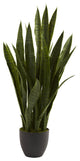 Sansevieria With Black Planter