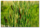 ''Prairy Grass III'' Canvas Art by Kurt Shaffer
