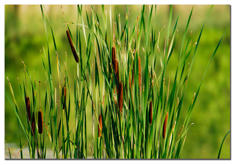 'Prairy Grass III' Canvas Art by Kurt Shaffer