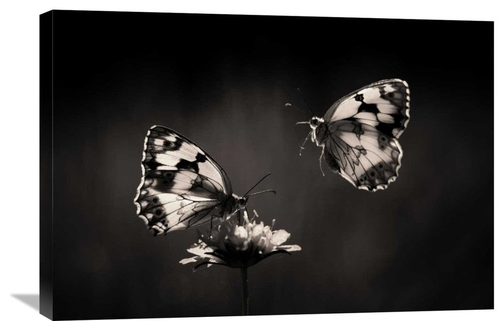 "Medioluto Nortea" Stretched Canvas Giclee by Jimmy Hoffman, 30x21"