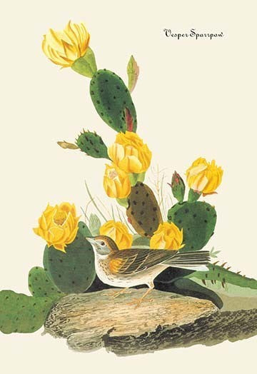 Vesper Sparrow - Fine Art Giclee Print 24" x 36"