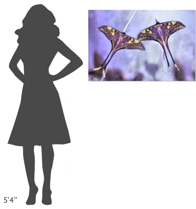 "Actias" Stretched Canvas Giclee by Jimmy Hoffman, 36x24"