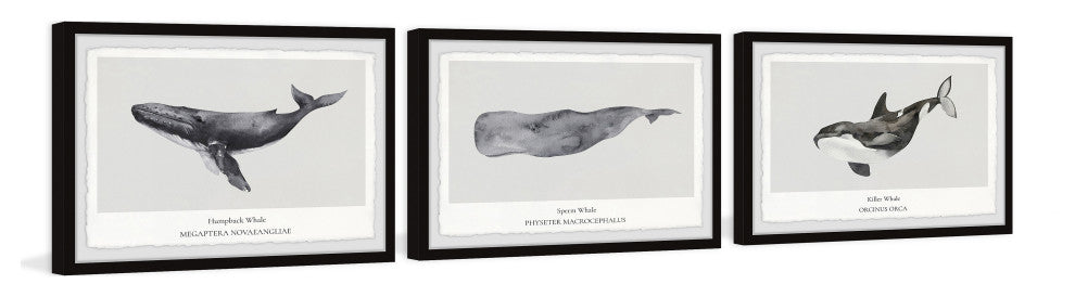 Sperm and Killer Whale Triptych, 3-Piece Set, 45x30 Panels