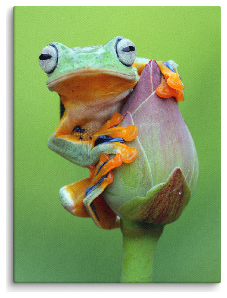 Tiny Green Tree Frog on Lotus Bloom Wildlife Floral Photo Canvas Wall Art Prints, 12" X 16"