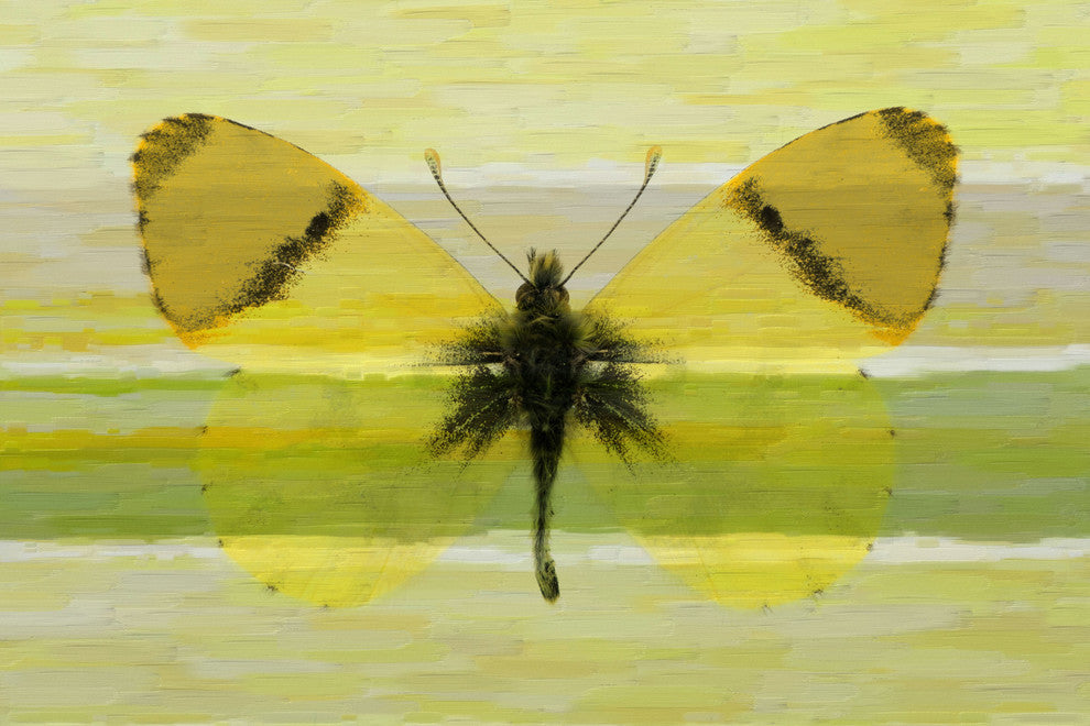 "Butterfly" Artwork
