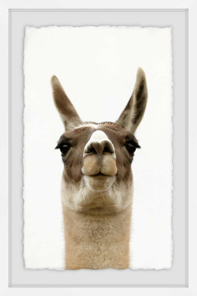 "Llama Face" Framed Painting Print, 24"x36"