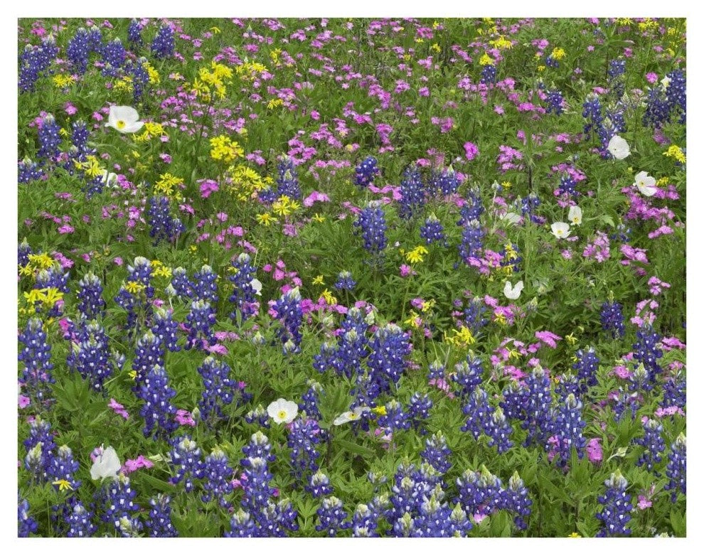"Sand Bluebonnet flowers, Hill Country, Texas" Print by Tim Fitzharris, 34"x26"