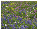 "Sand Bluebonnet flowers, Hill Country, Texas" Print by Tim Fitzharris, 34"x26"