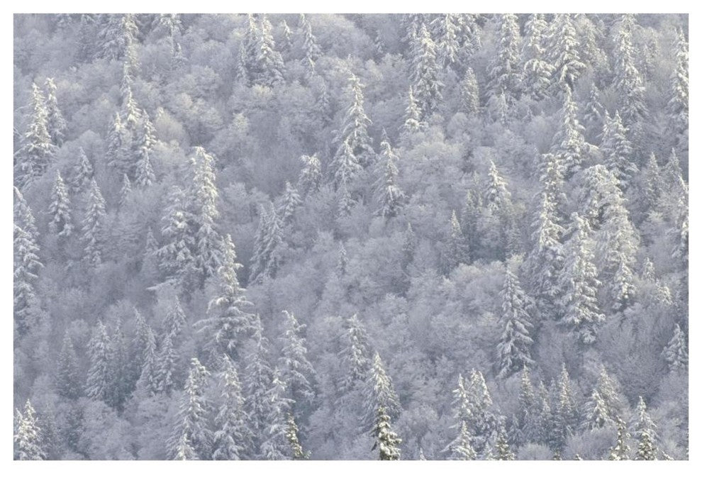 "Winter forest, British Columbia" Digital Paper Print by Tim Fitzharris, 62"x42"
