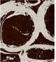 Sonata Signature Rug, 12'x18'