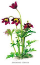 Anemone Cernua - Fine Art Giclee Print 24" x 36"