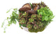 Succulents in Mossed Saucer