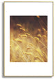 Shannon Clark Amber Metal Framed Art Print