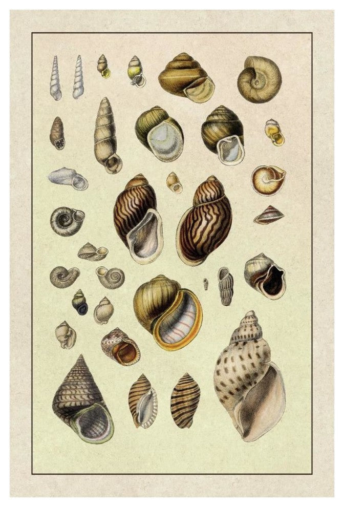 "Shells: Sessile Cirripedes #2" Digital Paper Print by G.B. Sowerby, 42"x62"