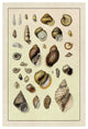 "Shells: Sessile Cirripedes #2" Digital Paper Print by G.B. Sowerby, 42"x62"