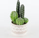 Tall Faux Cactus Garden  Hand-Painted Cermaic Pot, 8"