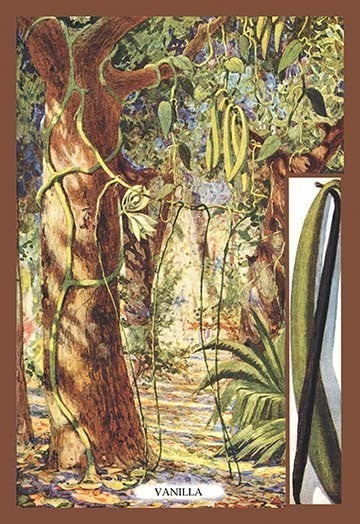 Vanilla Orchid - Fine Art Giclee Print 24" x 36"