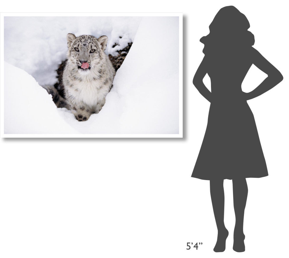 "Snow Leopard adult portrait in snow" Paper Print by Tim Fitzharris, 50"x34"