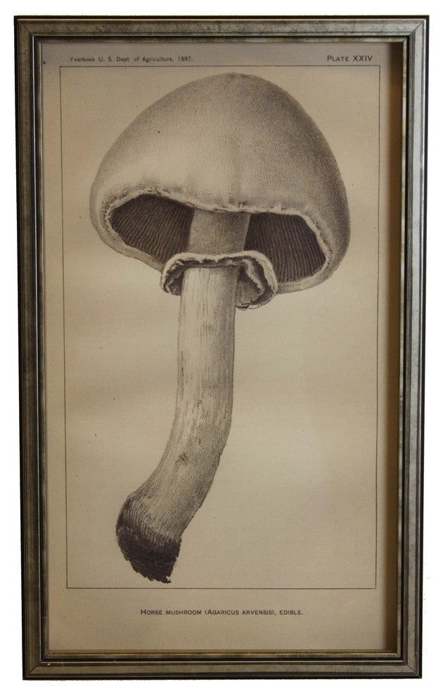 Black And White Horse Mushroom