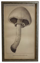 Black And White Horse Mushroom