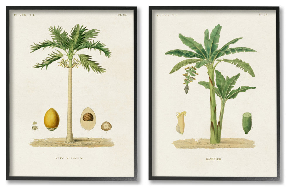 Minimal Green Palm tree Coconuts Diagram Illustration, 2pc, each 24 x 30
