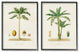 Minimal Green Palm tree Coconuts Diagram Illustration, 2pc, each 24 x 30