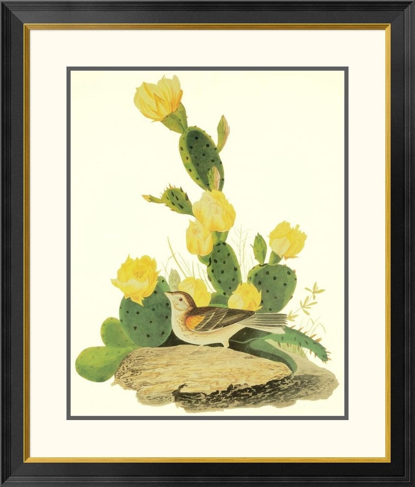 "Grass Finch Or Bay-Winged Bunting"  by John James Audubon, 30x34"