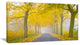 "Misty Road in Yellow Autumn Forest" Photograph Print, 32"x16"