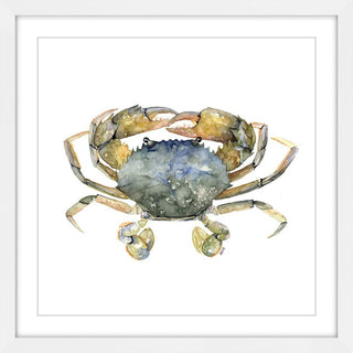 "Blue Crab" Framed Print by Rachel Byler