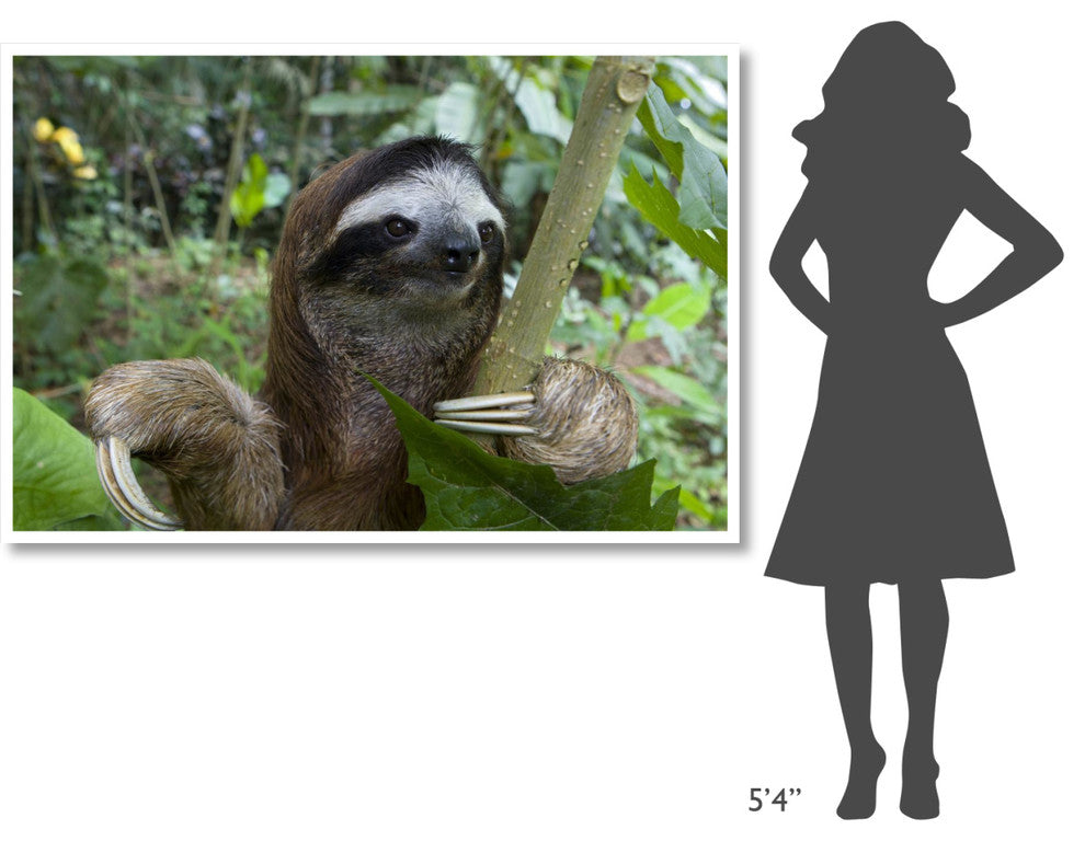 "Brown-throated 3-toed Sloth male, Aviarios Sloth Sanctuary" Paper Art, 62"x42"