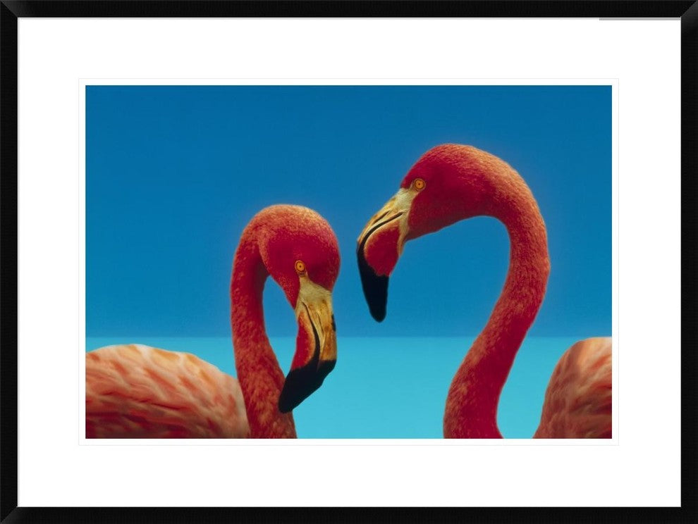 "Greater Flamingo courting pair, Caribbean species"  by Tim Fitzharris, 32x24"