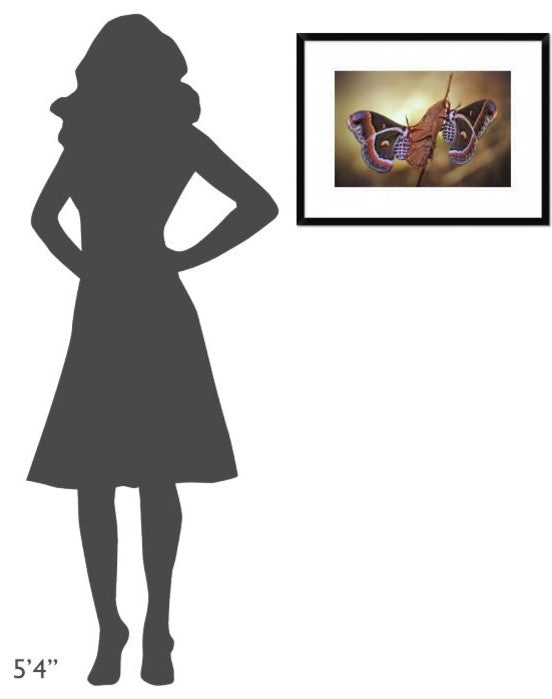 "Robin Moths" Framed Digital Print by Jimmy Hoffman, 26"x20"