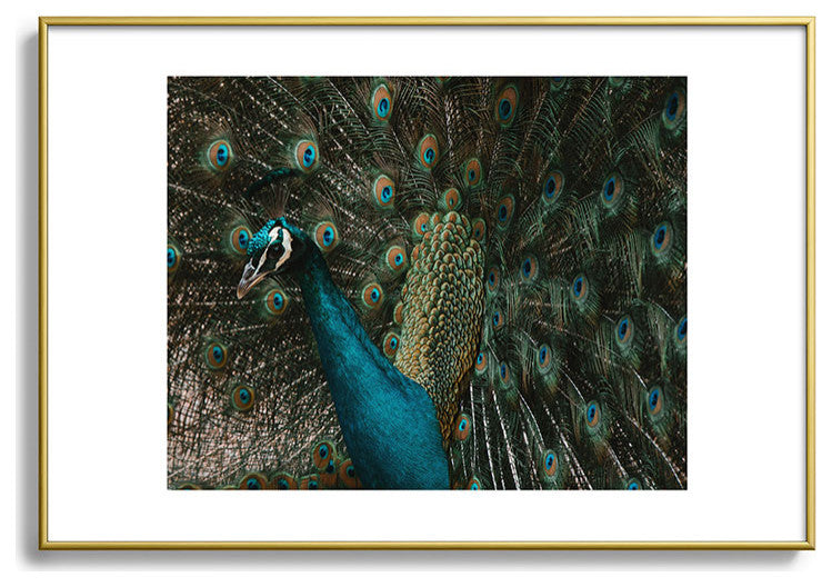 Ingrid Beddoes Peacock and proud IV Metal Framed Art Print