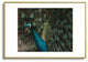 Ingrid Beddoes Peacock and proud IV Metal Framed Art Print