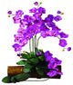 Phalaenopsis Stem, Set of 12, Orchid