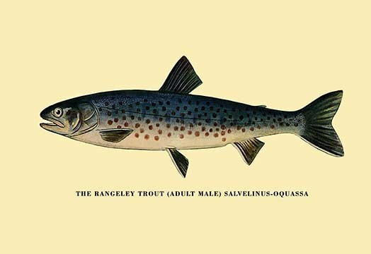The Rangeley Trout - Canvas Poster 20" x 30"