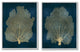 Modern Sea Fan Composition Blue Gold Ocean Plant,2pc, each 16 x 20