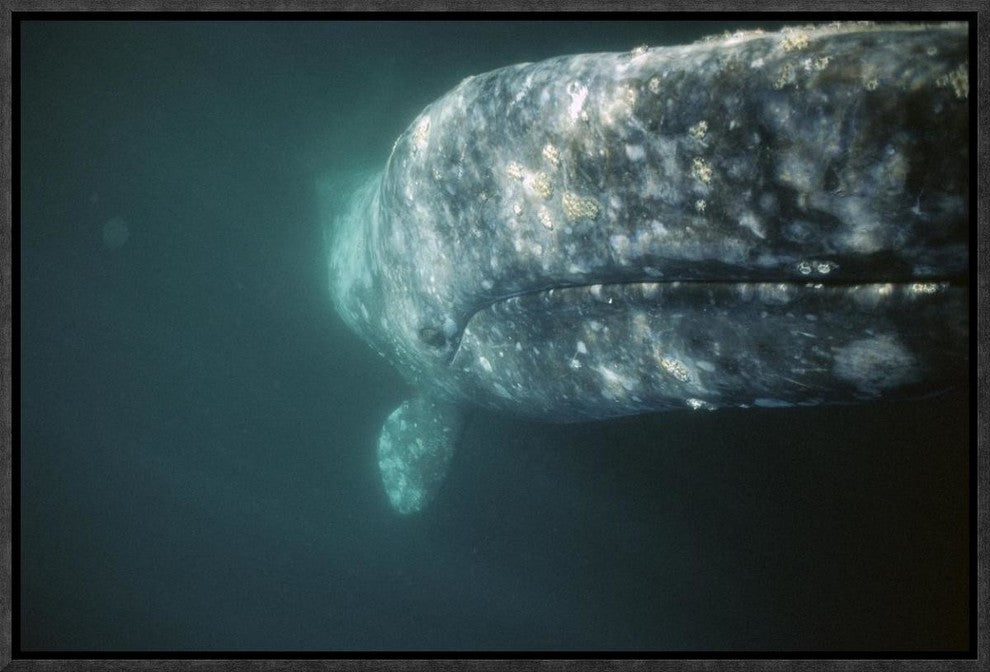 Gray Whale Curious Adult Investigating Underside Of Boat, Baja, Mexico, 18"x12"
